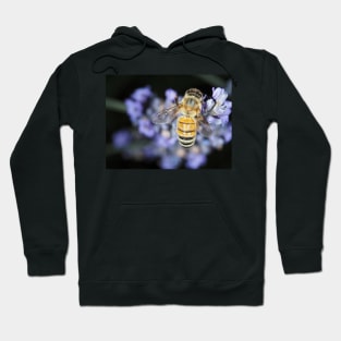 Honey bee (Apis mellifera) gathering nectar on lavender flowers Hoodie